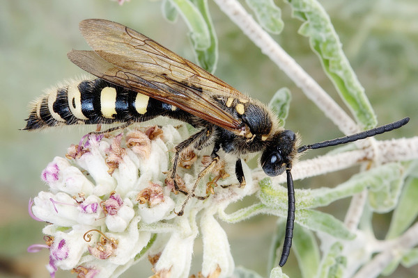 Vespa sexmaculata
