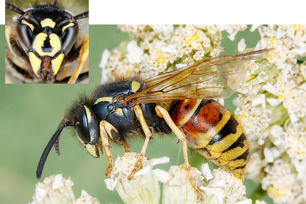 Vespula rufa
