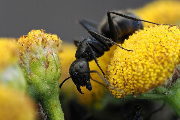 Camponotus vagus