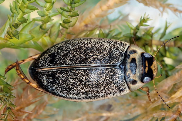 Rhantus frontalis