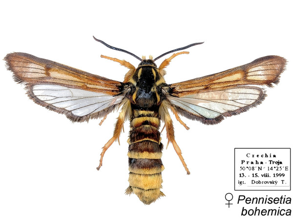 Pennisetia bohemica