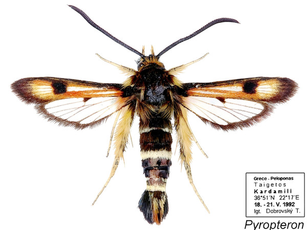 Pyropteron minianiformis