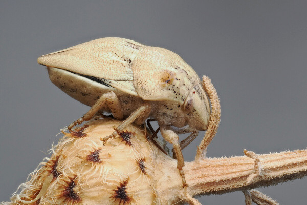 Odontotarsus purpureolineatus