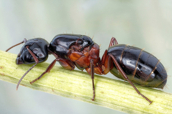 Camponotus herculeanus