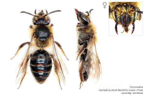 Andrena barbilabris