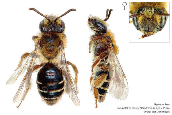 Andrena dorsata