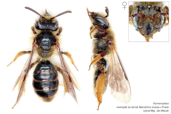Andrena fulvago
