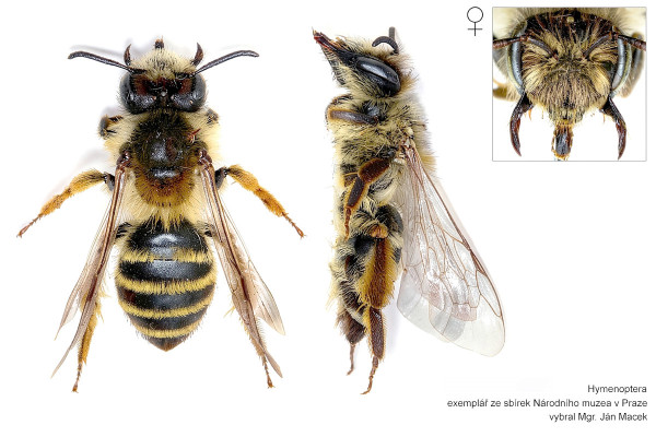 Andrena gravida
