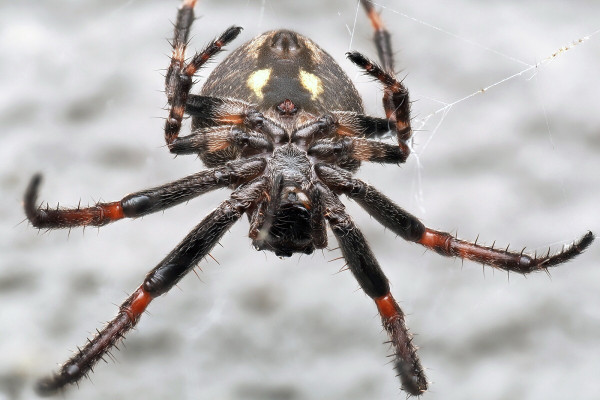Nuctenea umbratica