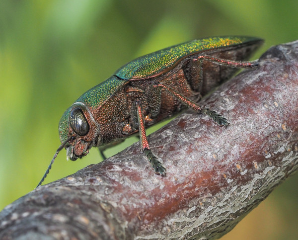 Perotis chlorana