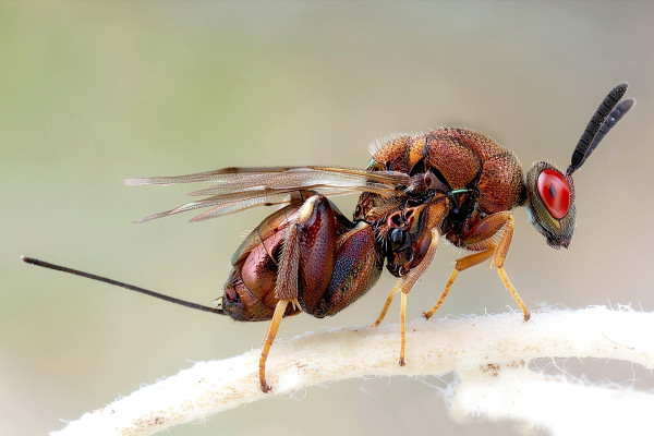 Torymus cupreus
