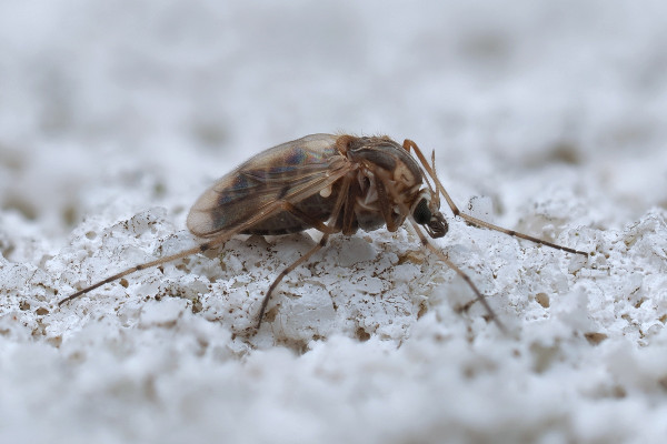 Procladius choreus