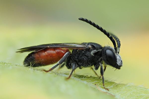 Sphecodes albilabris