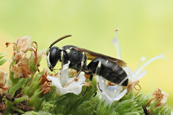 Hylaeus communis