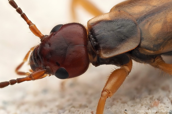 Forficula auricularia