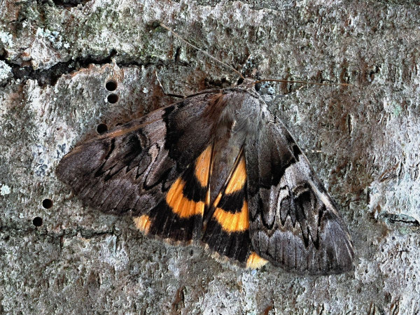 stužkavec slivkový