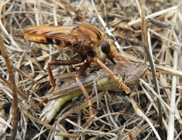 Asilus crabroniformis