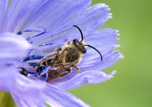 Apidae