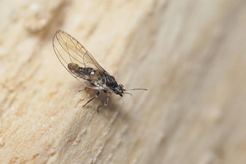 Cacopsylla sp.