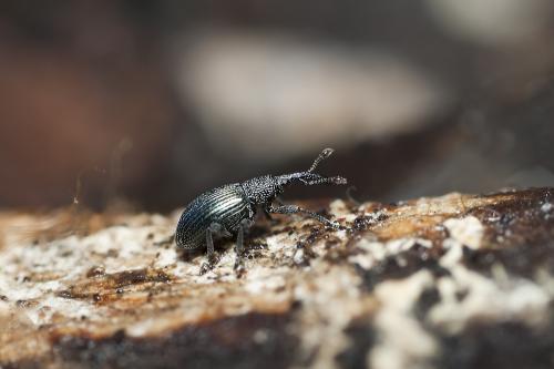 Apionidae sp.