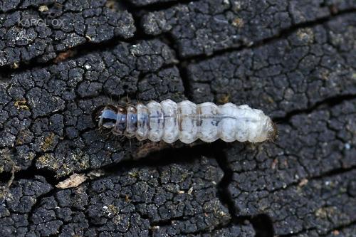adélovité-larva
