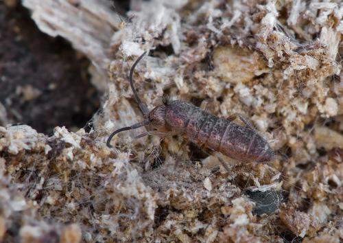 Tomoceridae