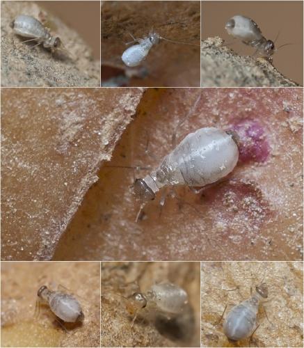 Psocoptera sp.