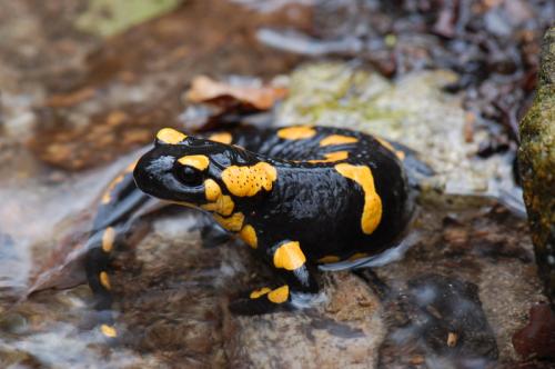 salamandra škvrnitá