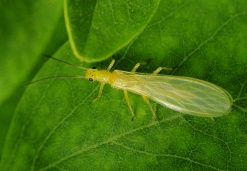 Siphonoperla sp.