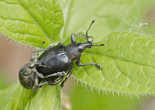 Curculionidae sp.