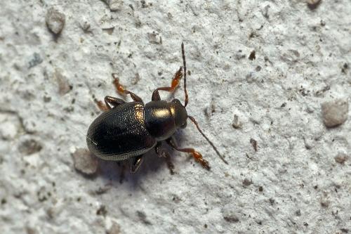 Chaetocnema sp.