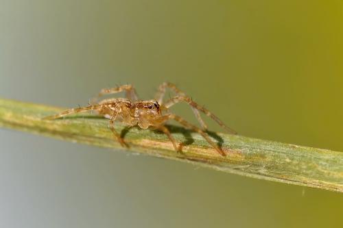 Pisauridae sp.