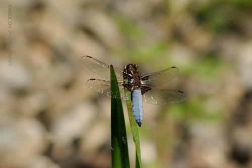 vážka ploská / vážka ploská / Broad-bodied Chaser