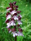 syn.: Orchis fusca
