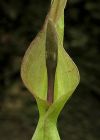 Arum alpinum