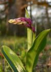 kríženec Orchis mascula x Orchis pallens <br>v blízkosti rastie Orchis pallens