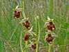 Ophrys holoserica