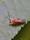 Coleoptera / Cantharidae