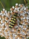 Coleoptera / Cerambycidae / Cerambycinae / Callidiini