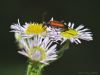 Cerambycidae / Lepturinae
