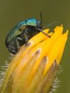 čeľaď : Chrysomelidae