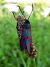 Rad : Lepidoptera , Čeľaď : Zygaenidae , Rod : Zygaena