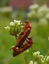 Rad : Coleoptera , Čeľaď : Cantharidae