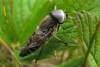 Rad : Diptera , Čeľaď : Tabanidae
