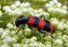 Rad : Coleoptera , Čeľaď : Cleridae