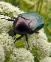 Rad : Coleoptera , Čeľaď : Cetoniidae