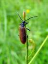 Rad : Coleoptera , Čeľaď : Tenebrionidae , Rod : Lagria