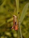 Orthoptera /Acrididae
