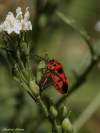 Hemiptera/Pentatomidae
