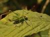 Orthoptera /Tettigoniidae